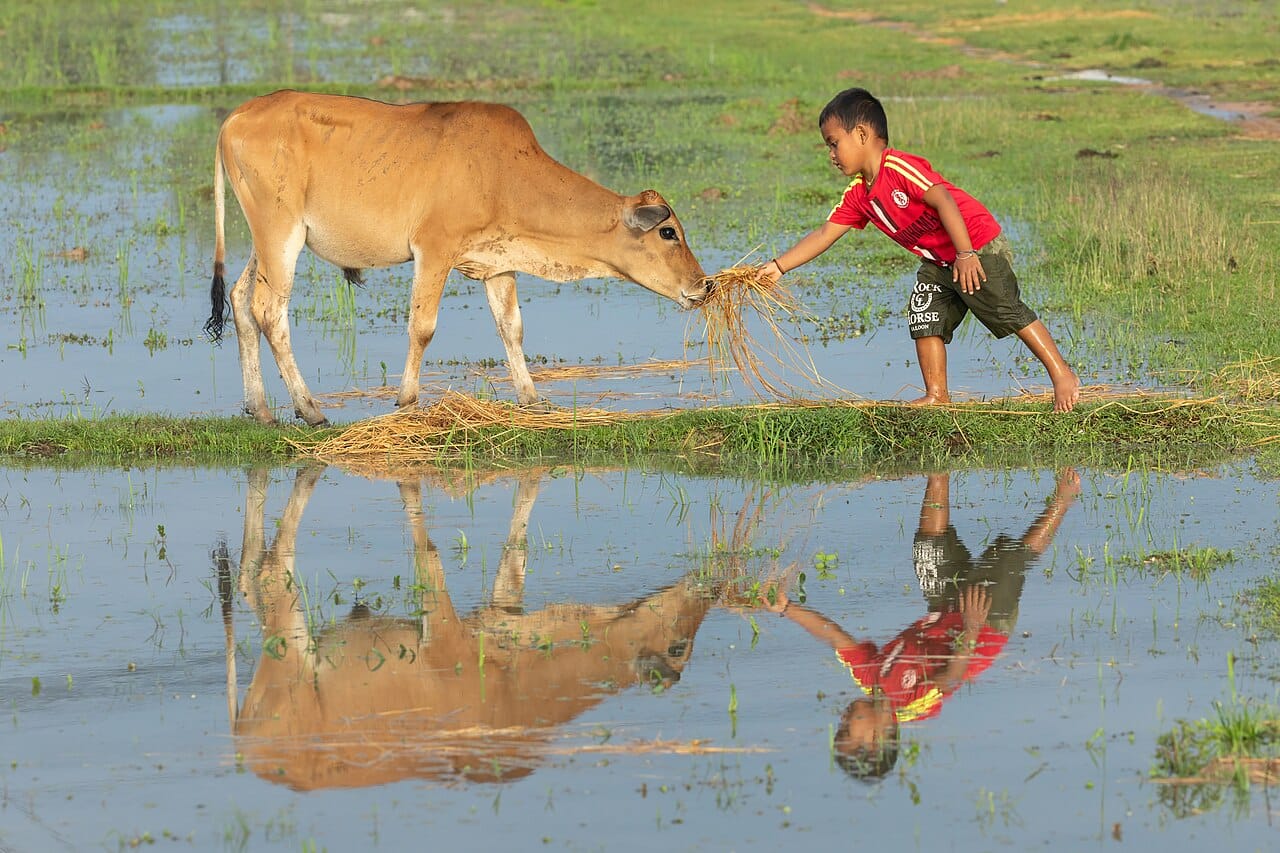 ICAR's Gene-Edited Rice and GenomeIndia's 10,000 Genomes